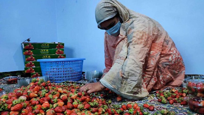 کشمیر: اسٹرا بری کا پھل بازاروں میں دستیاب لیکن مانگ اور ریٹ میں کمی سے کاشتکار مایوس