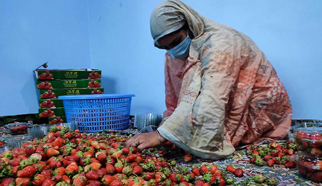 کشمیر: اسٹرا بری کا پھل بازاروں میں دستیاب لیکن مانگ اور ریٹ میں کمی سے کاشتکار مایوس