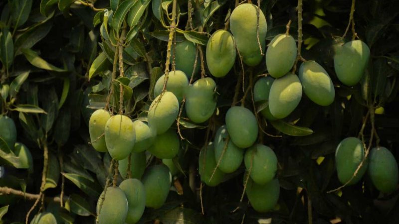 اے پی:سوکھی اور بے جان شاخ پر ایک ہی گچھے میں 25 آم